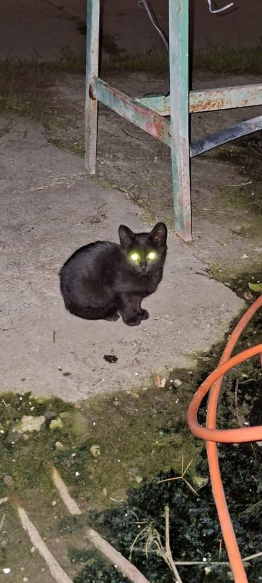 ADOPȚIE URGENTĂ – 3 PUI NEGRI, INVIZIBILI DAR ÎN PERICOL REAL 🆘