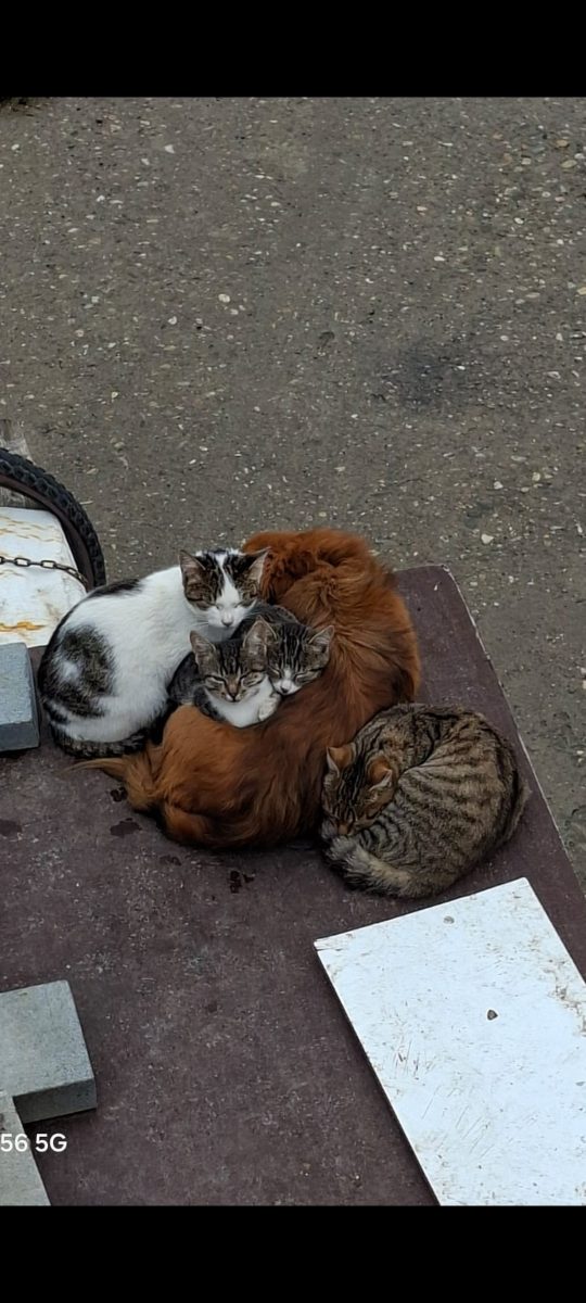 🆘 ADOPȚIE URGENTĂ – 12 SUFLETE ÎN PERICOL REAL 🆘