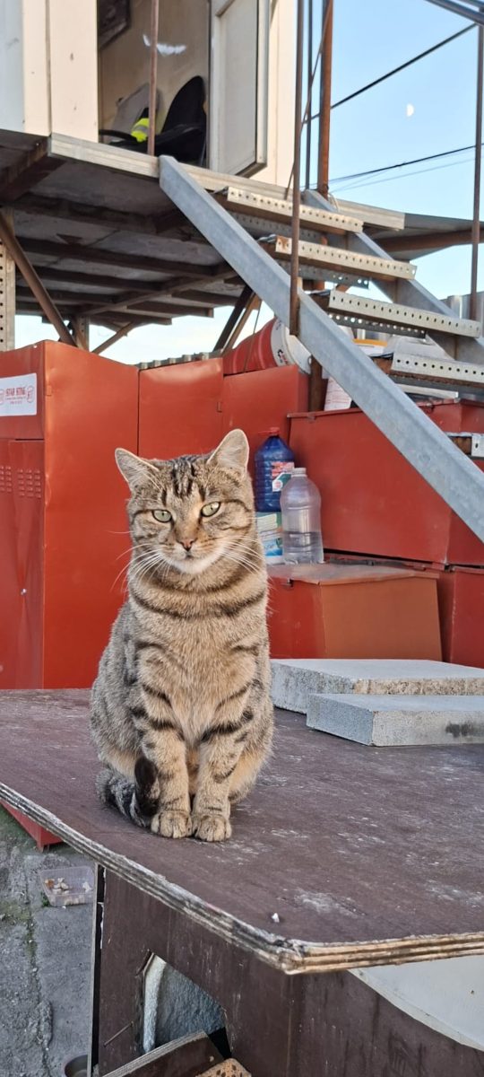 ADOPȚIE URGENTĂ – 3 PISICI ADULTE CARE AȘTEAPTĂ O ȘANSĂ 🆘