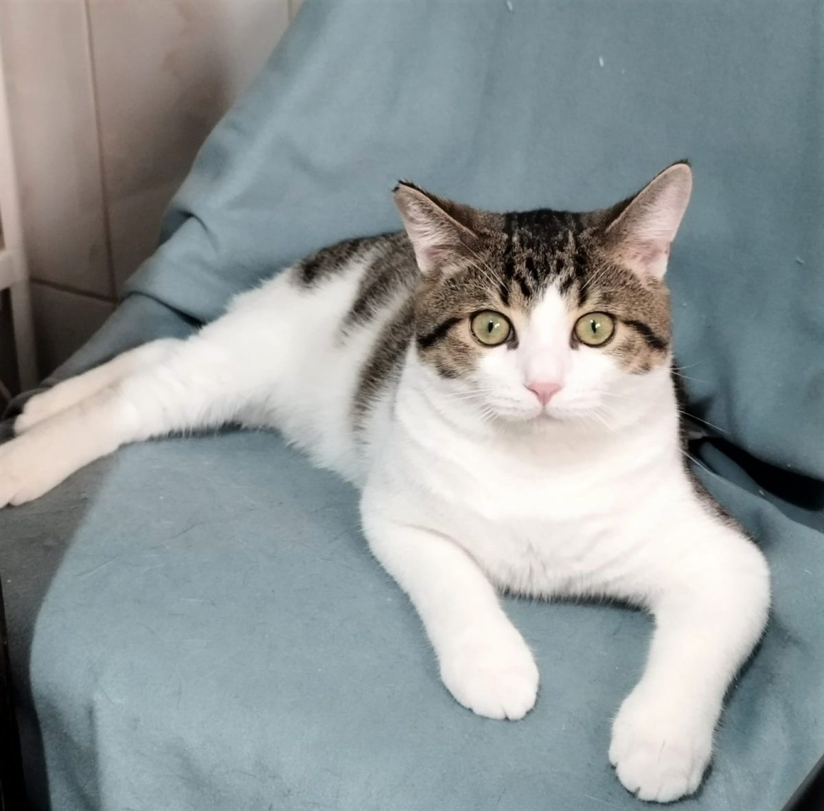 Vrei sa fii foarte, foarte iubit(a)? Atunci adopta-l pe Sfâr!