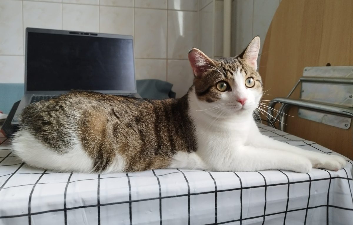 Vrei sa fii foarte, foarte iubit(a)? Atunci adopta-l pe Sfâr!