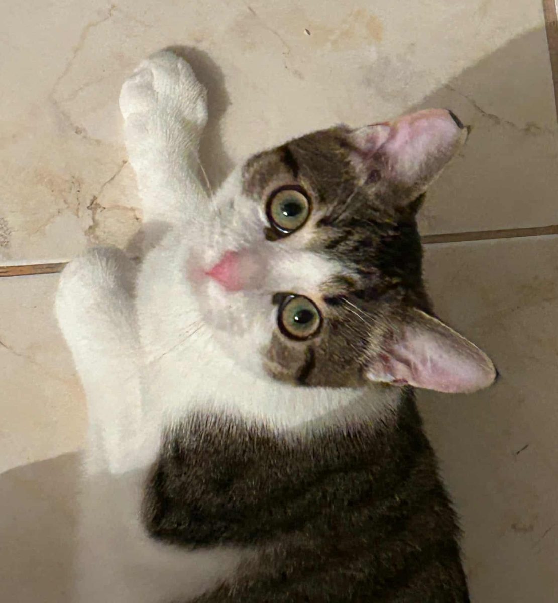 Vrei sa fii foarte, foarte iubit(a)? Atunci adopta-l pe Sfâr!