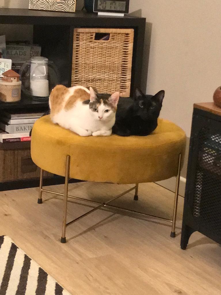 Două pisicuțe adorabile caută o familie iubitoare!
