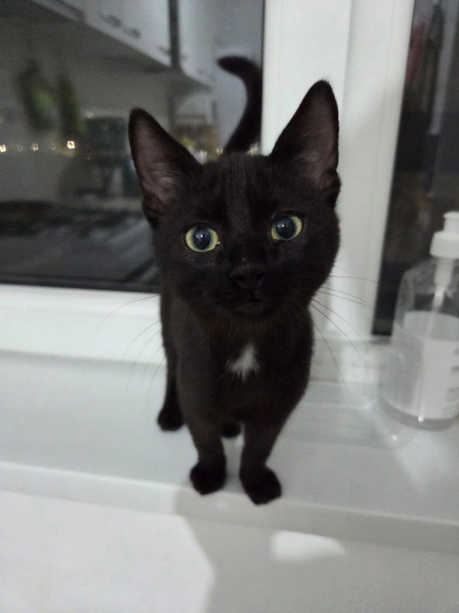 🐾 Luci – băiețel negru, 4 luni, caută familie iubitoare