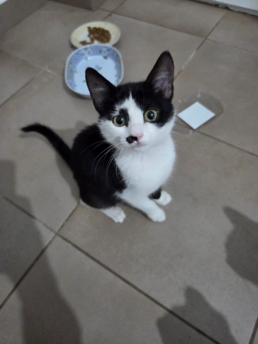 🐾 Cerasella – fetiță alb cu negru, delicată și curioasă