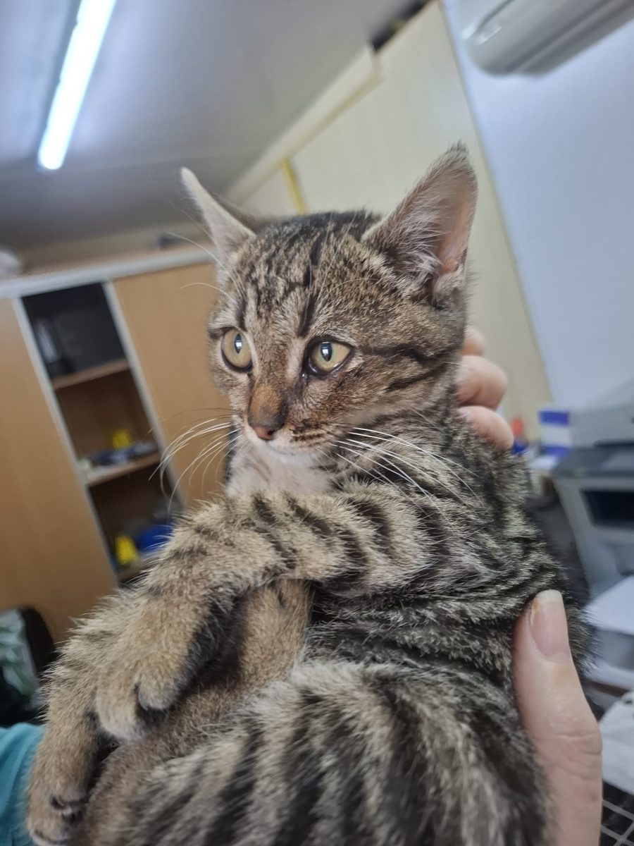 Fetita in cautare de mamica/a fost adoptata