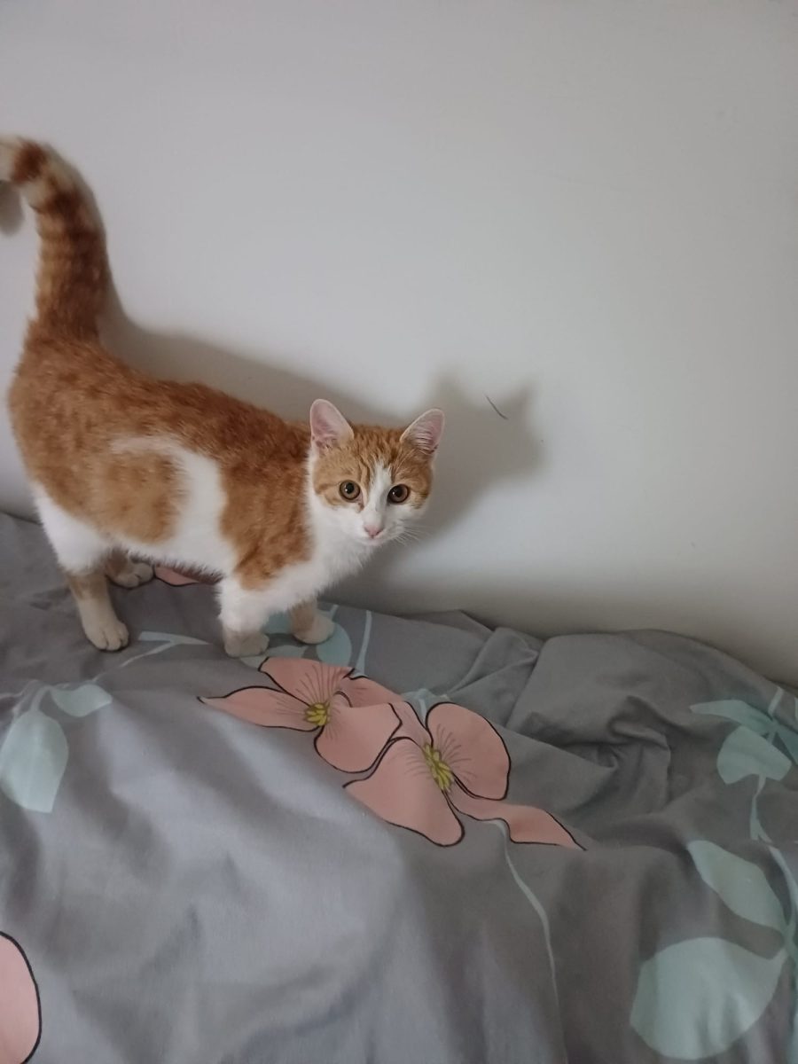 💖 Lili – Pisicuța are caută o familie iubitoare!