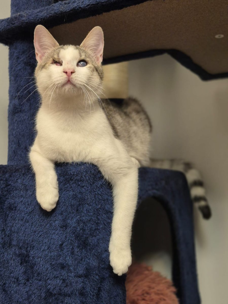 Ochisor, pisoiul orb