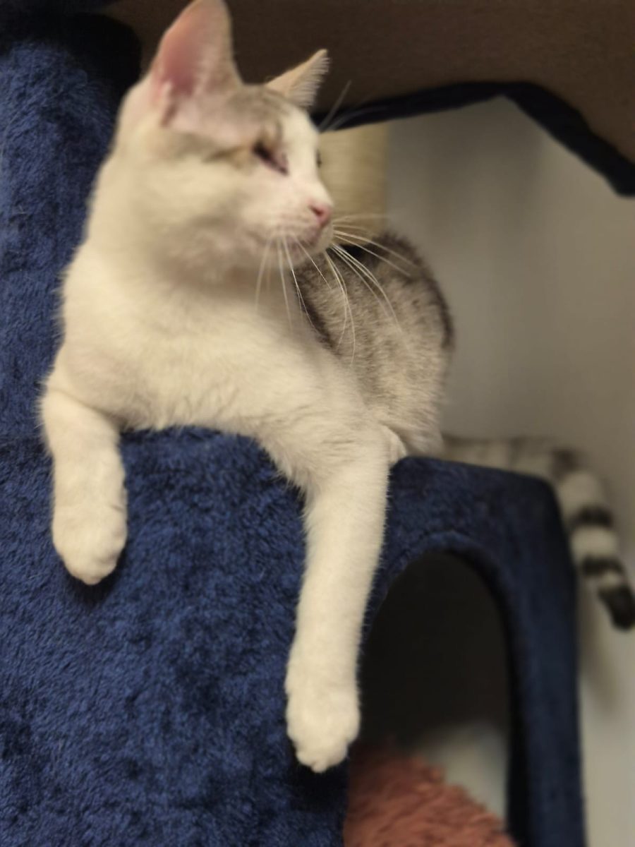 Adopta-l pe Ochișor, cel mai dulce mâțisor!