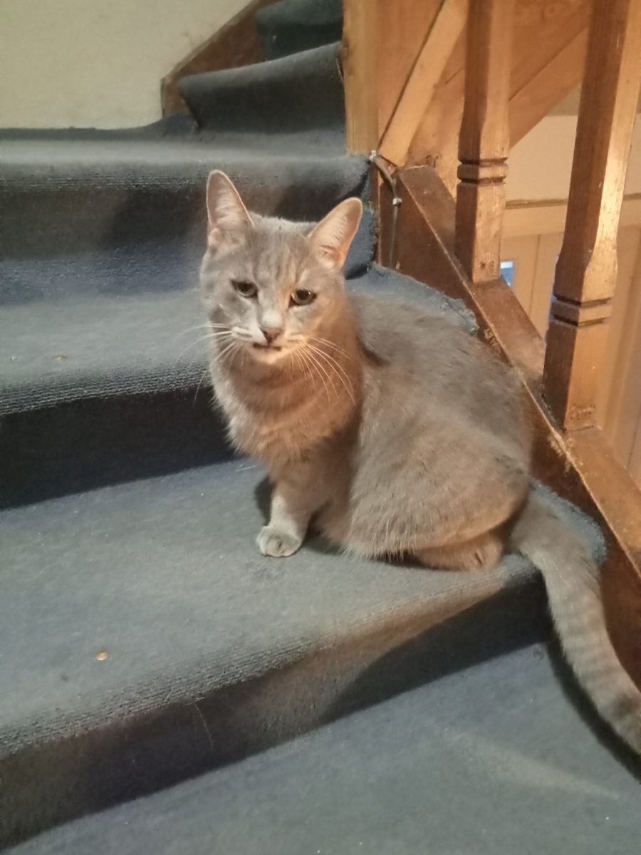 Adopție pisicuțe adulte