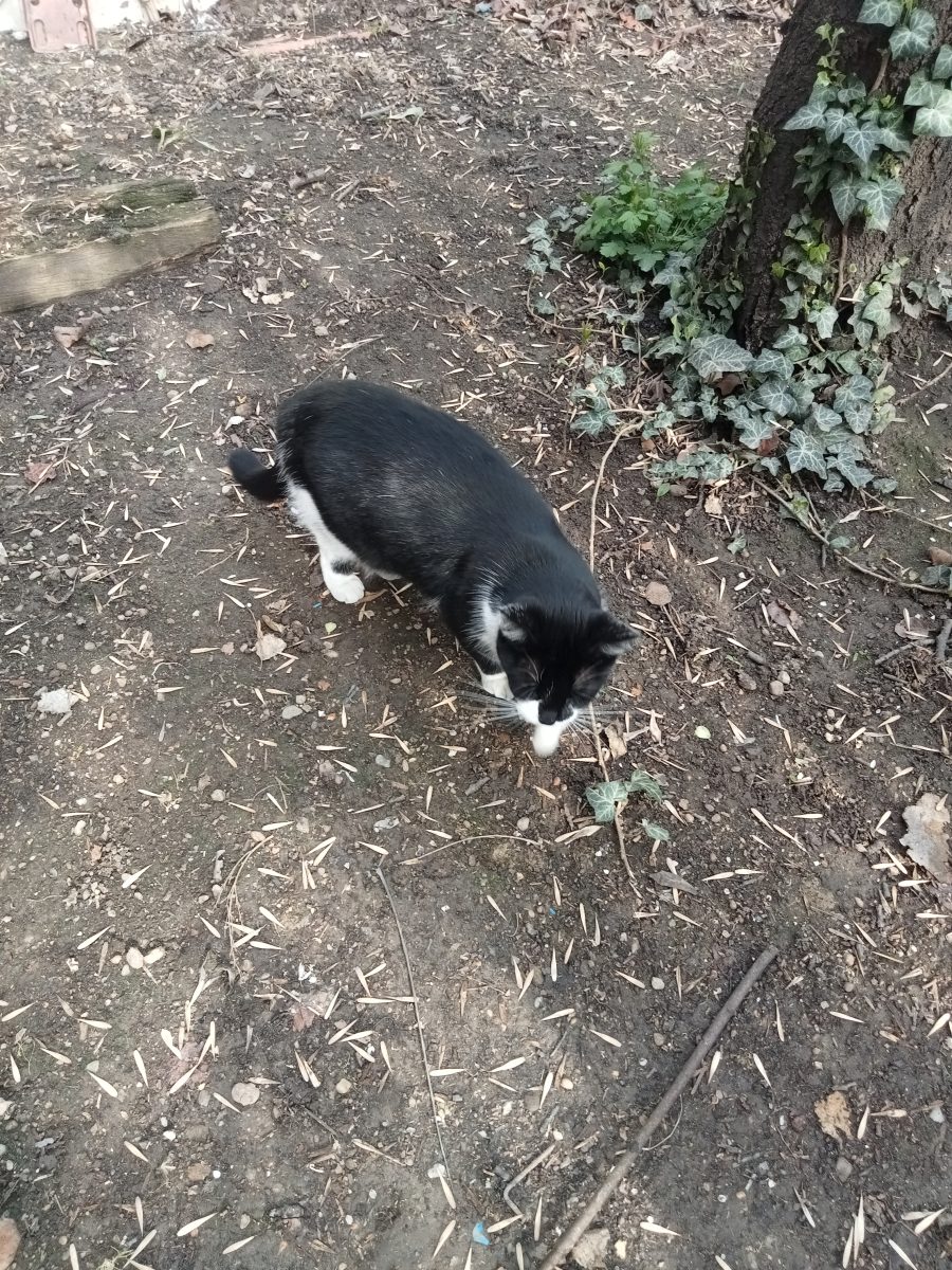 Adopție pisicuțe adulte