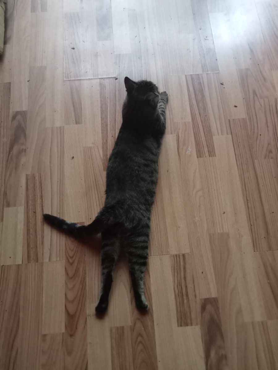 Adopție pisicuțe adulte