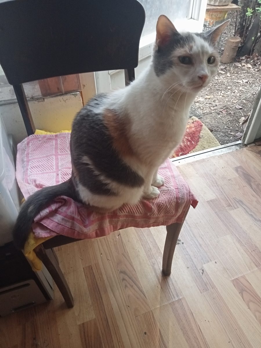 Adopție pisicuțe adulte