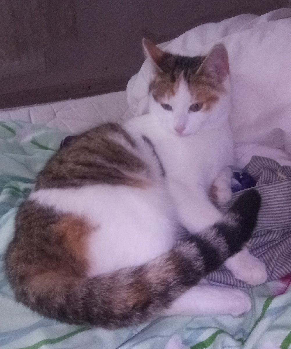 “Dau in adoptie 🐱 *Două pisicuțe drăguțe caută casă nouă! 🐾💖* ✨ Leo este fetiță  și Bibica au 5 luni, sunt jucăușe, prietenoase și super afectuoase 🐱💕. ✨ Sunt deparazitate, extern se adaptează ușor 🐾🏠. ✨ Le place să se joace, să mângâie și face gogoși 🐱😸. ✨ #PisicuțeDeAdoptat #AdoptăNuCumpăra”