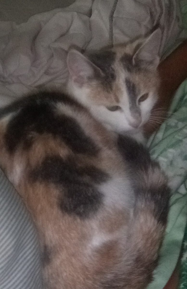 “Dau in adoptie 🐱 *Două pisicuțe drăguțe caută casă nouă! 🐾💖* ✨ Leo este fetiță  și Bibica au 5 luni, sunt jucăușe, prietenoase și super afectuoase 🐱💕. ✨ Sunt deparazitate, extern se adaptează ușor 🐾🏠. ✨ Le place să se joace, să mângâie și face gogoși 🐱😸. ✨ #PisicuțeDeAdoptat #AdoptăNuCumpăra”