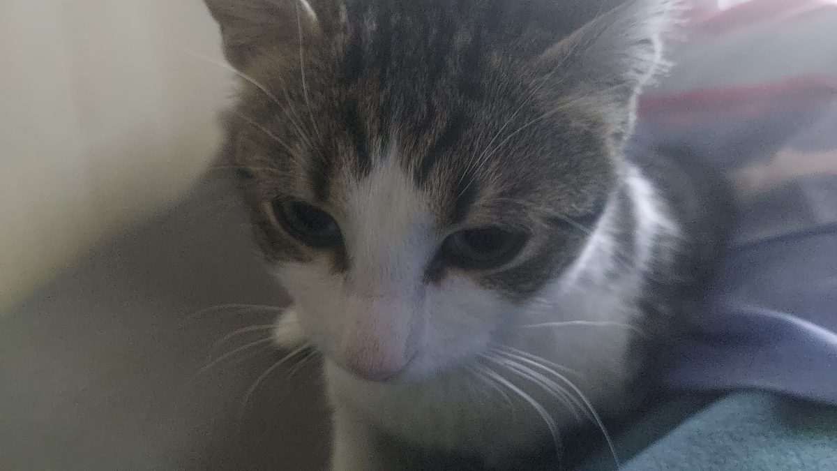Donez spre adoptie motanel 9 luni