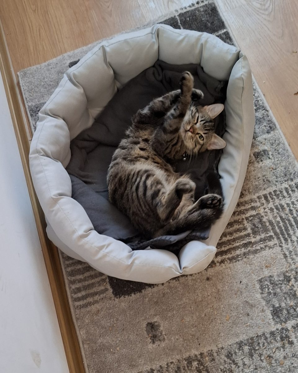 Motănel in varsta de 1 an si 6 luni, pentru adoptie responsabila!