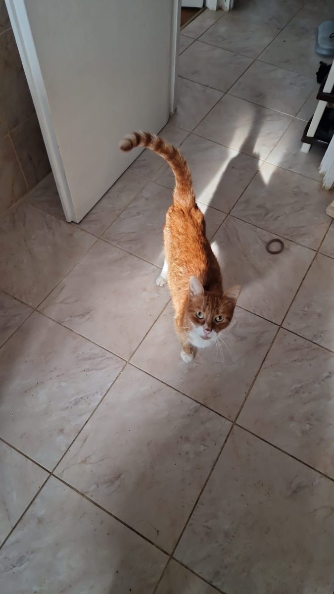 Motanel bun si linistit
