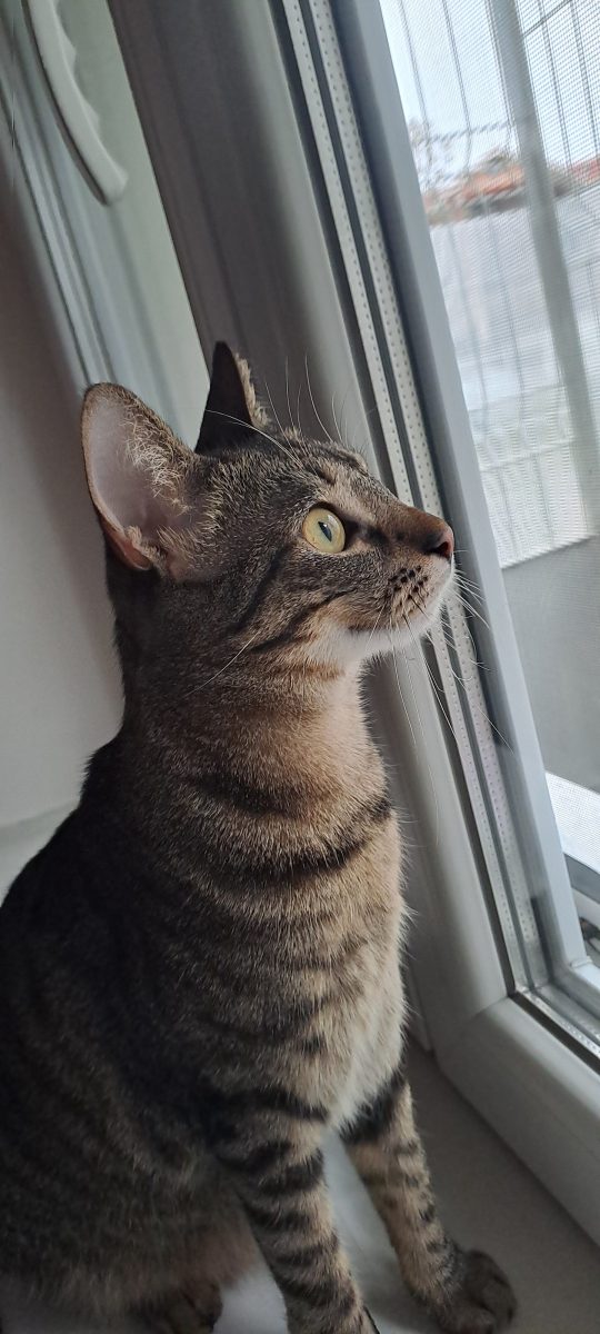 Torcacioasa Fifi