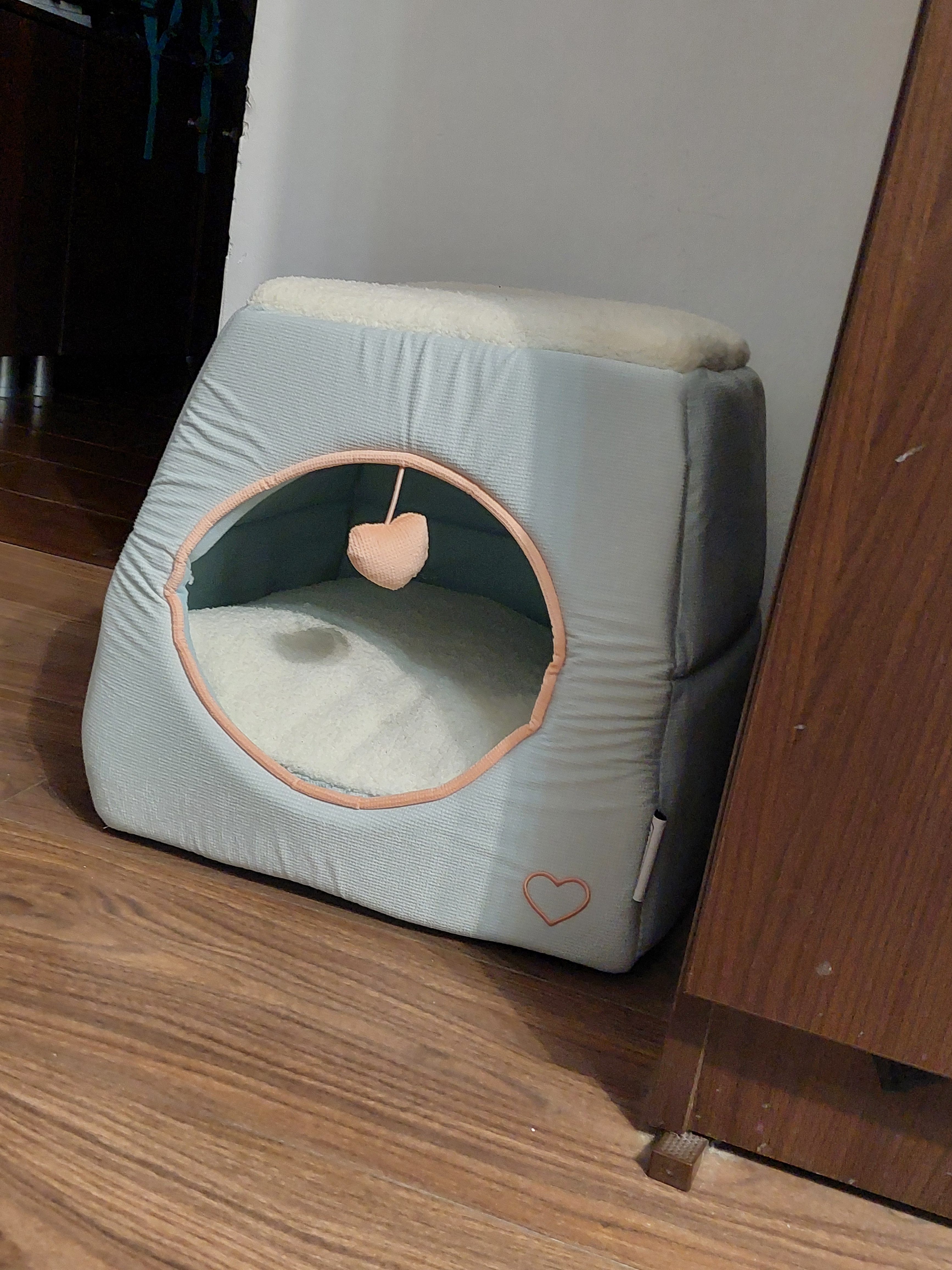 Motănel pentru adoptie