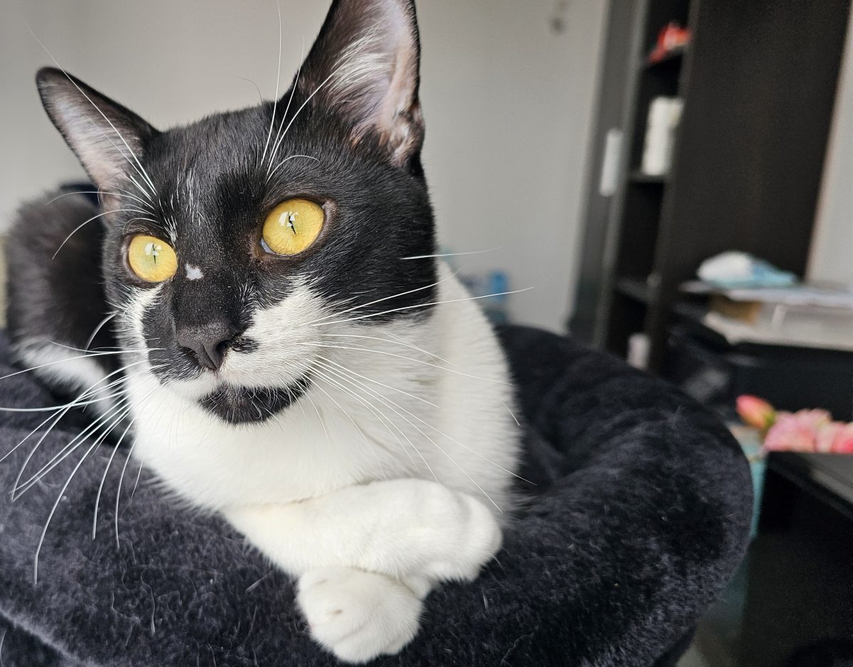 Adopție motănel 8 luni