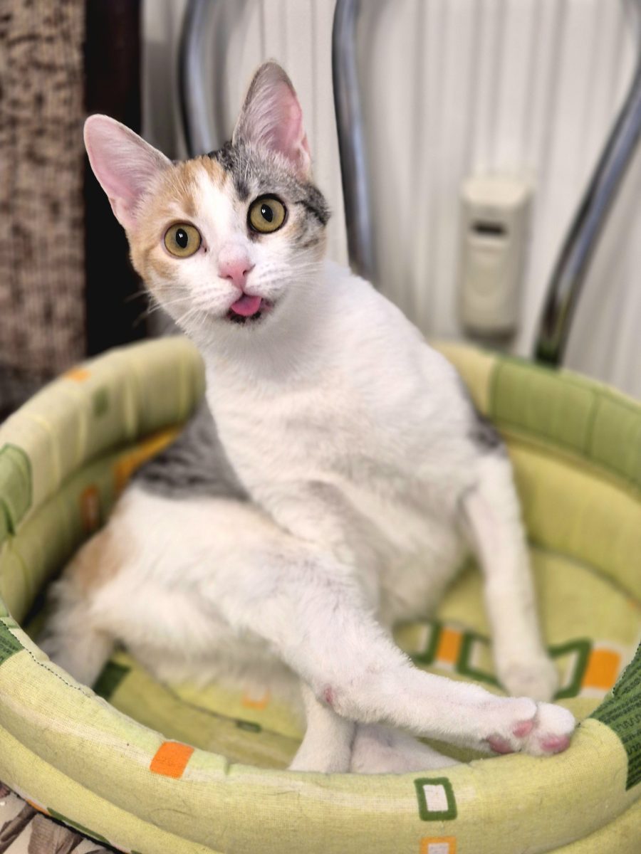 Artemis cauta casuta