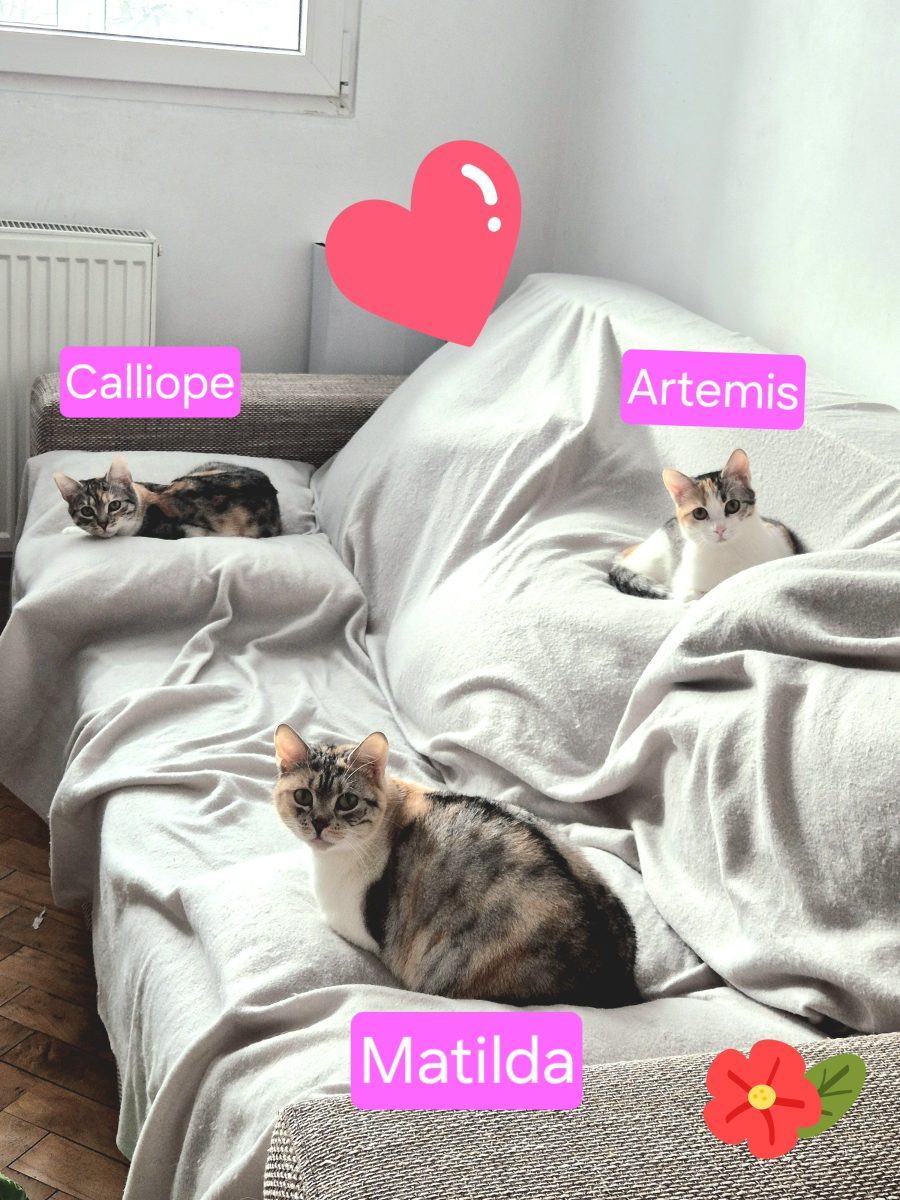 3 pisici calico spre adoptie