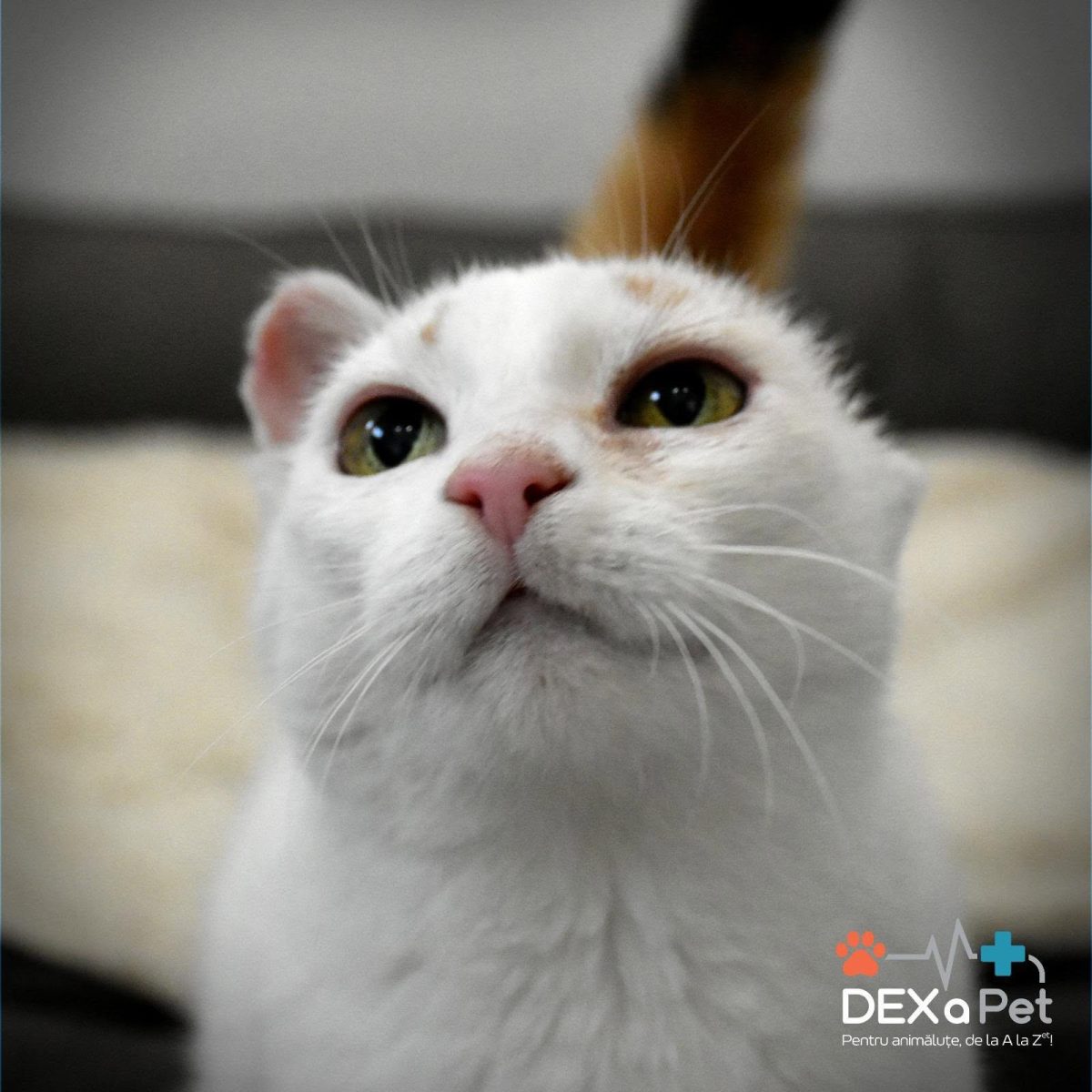 Adopții pisici