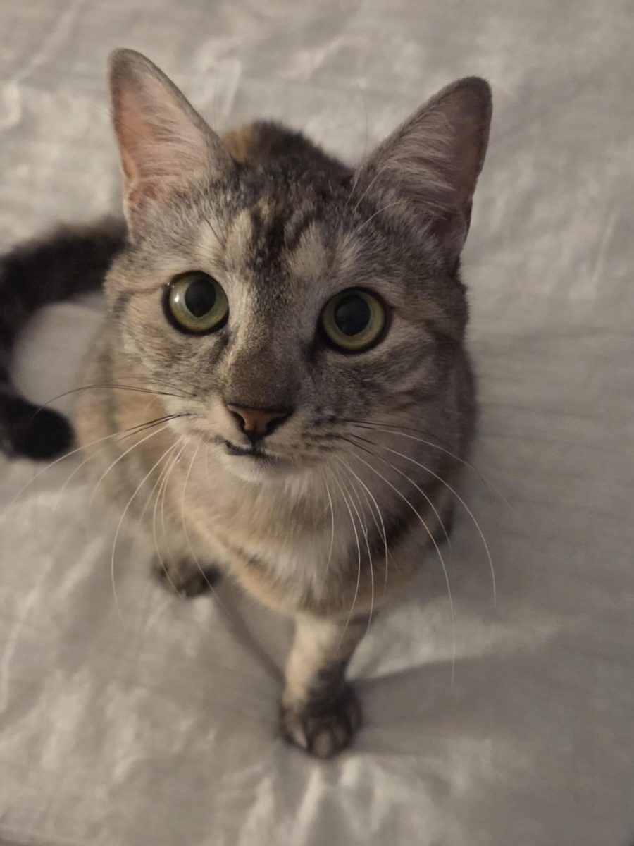 Adopții pisici