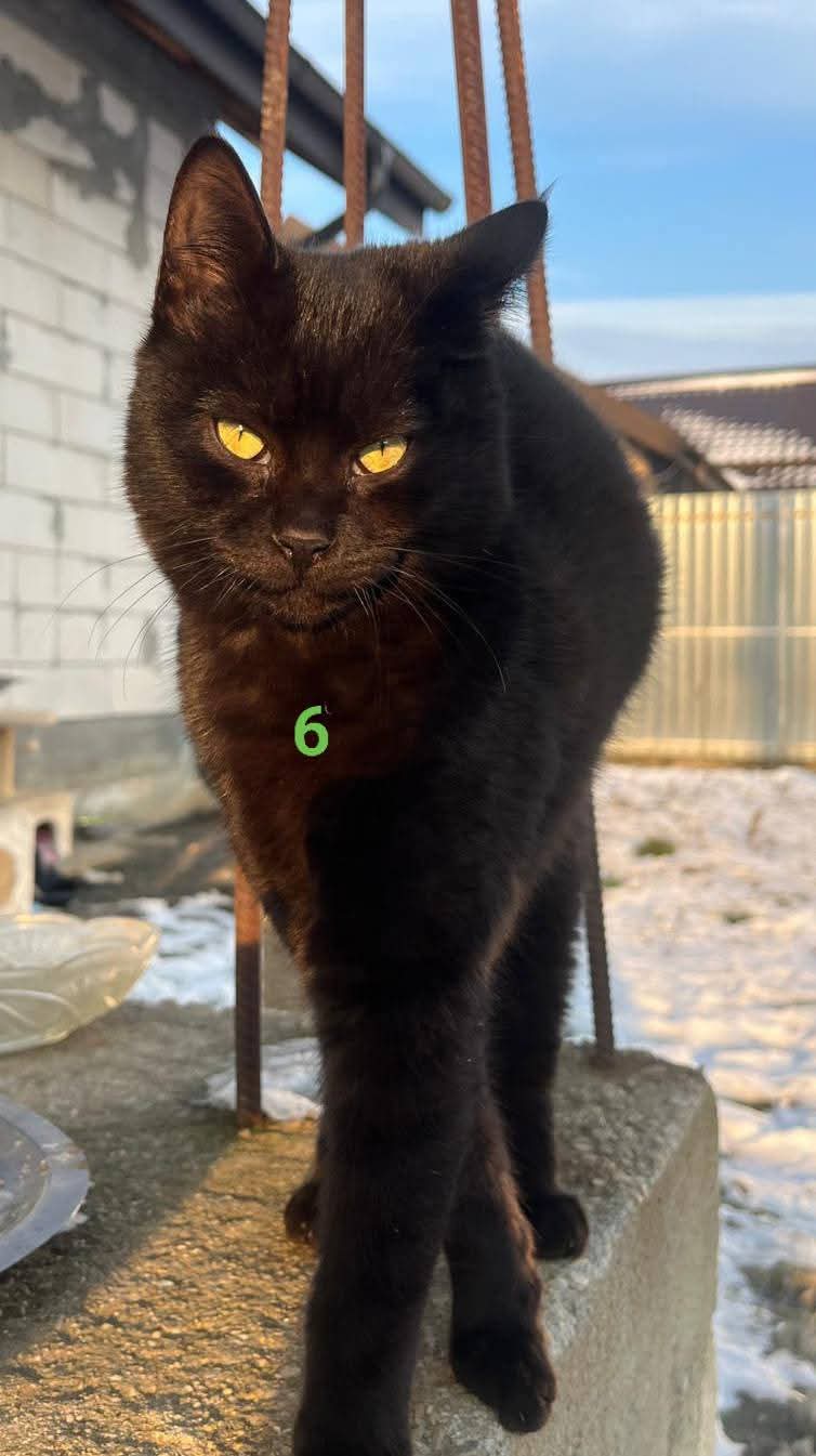 E frig afară și eu sunt mic…😿