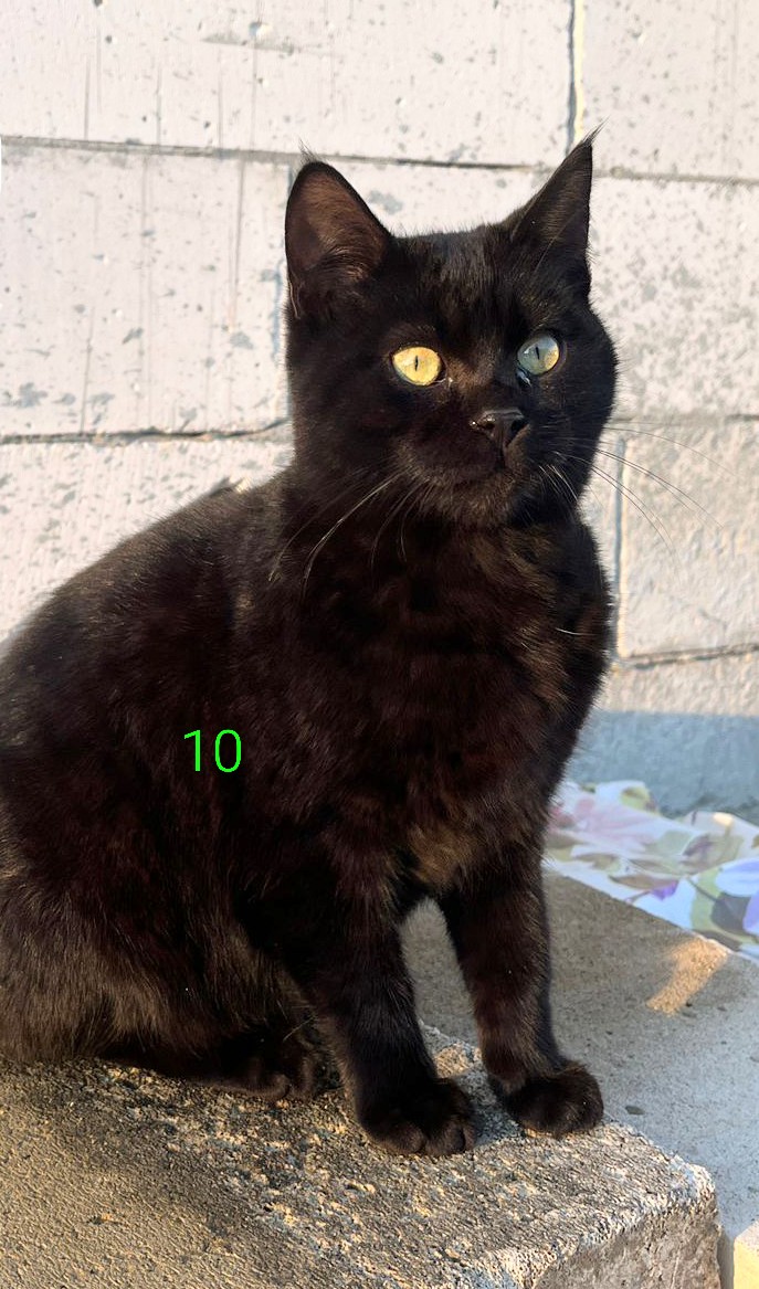 Cam 10 puiuți întro curte nelocuită…🙏🏻😿