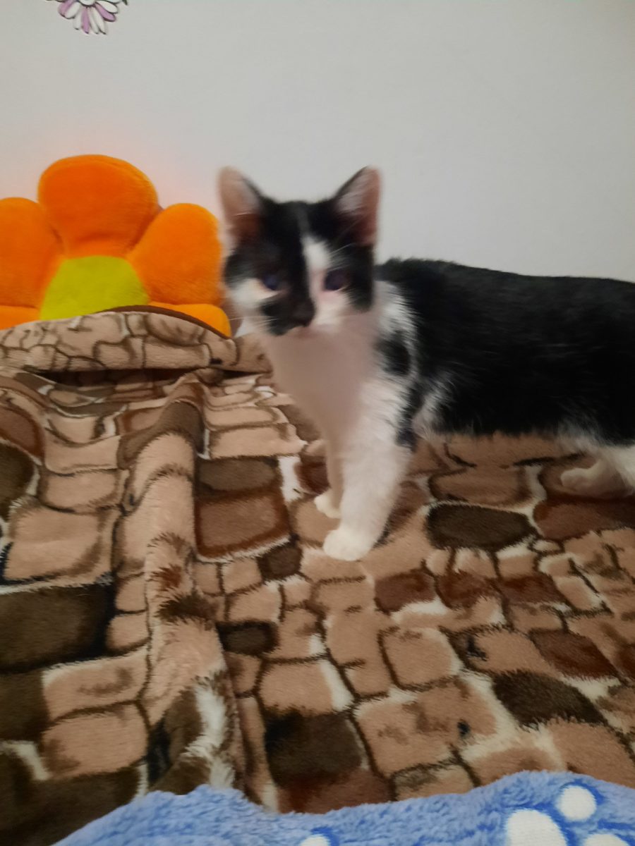 Adopție 3 frații 2 băieții și o fetita