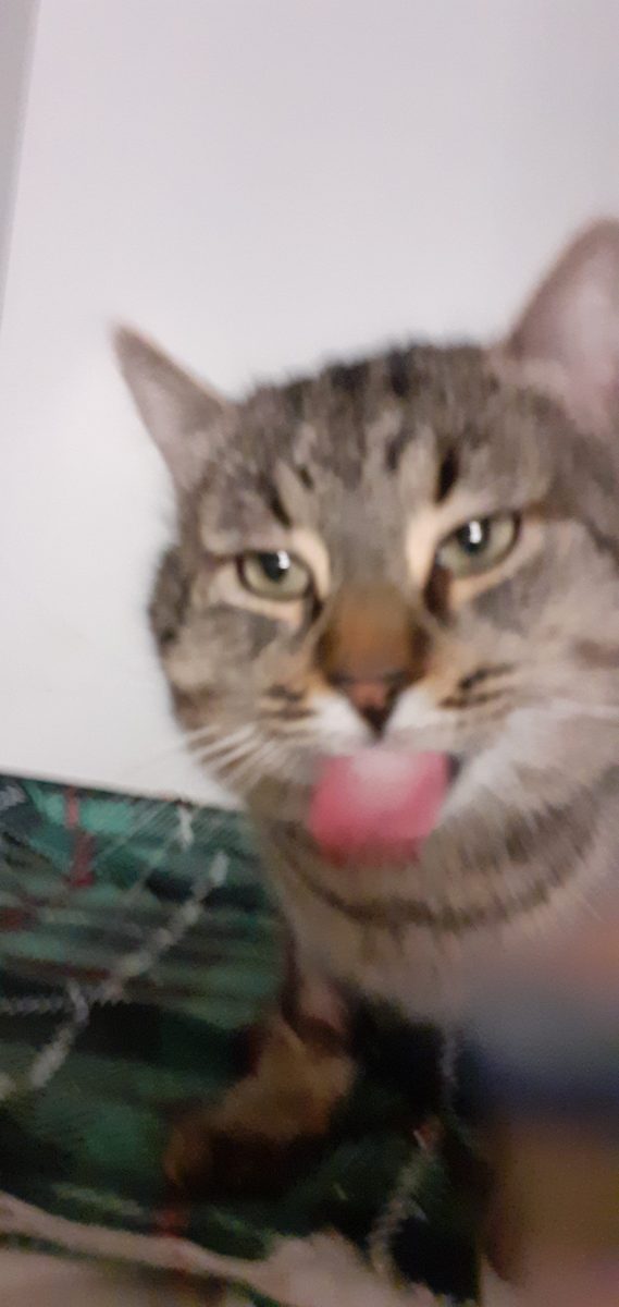 Bruno, un urias blând, pentru adopție responsabilă în București