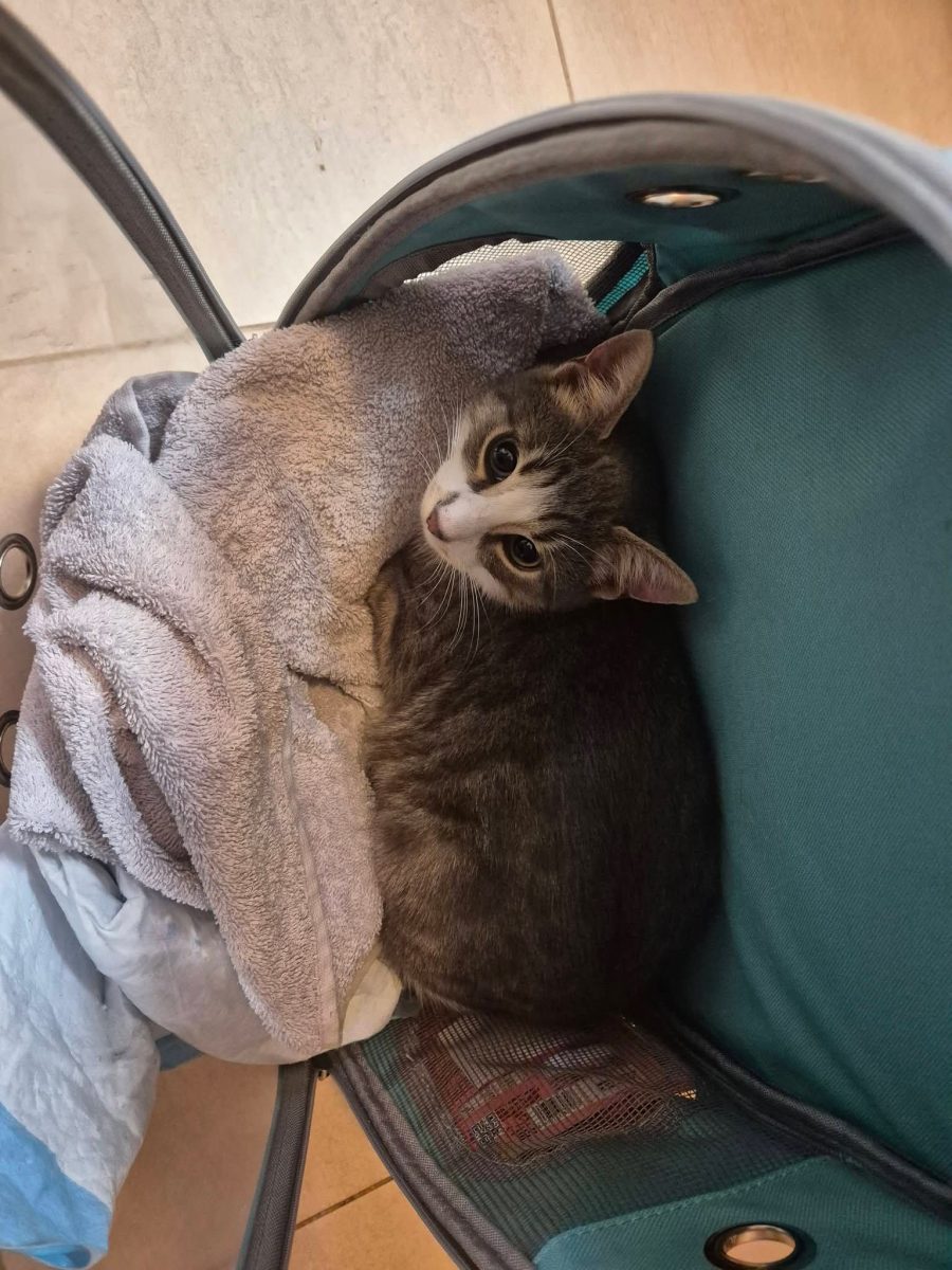 Foster sau adopție în București pentru o șansă la viata
