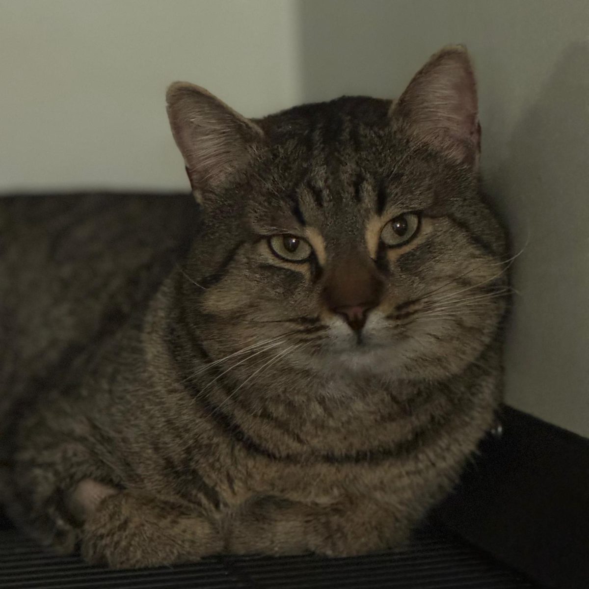 Bruno, un uriaș bland, pentru adopție responsabilă în București