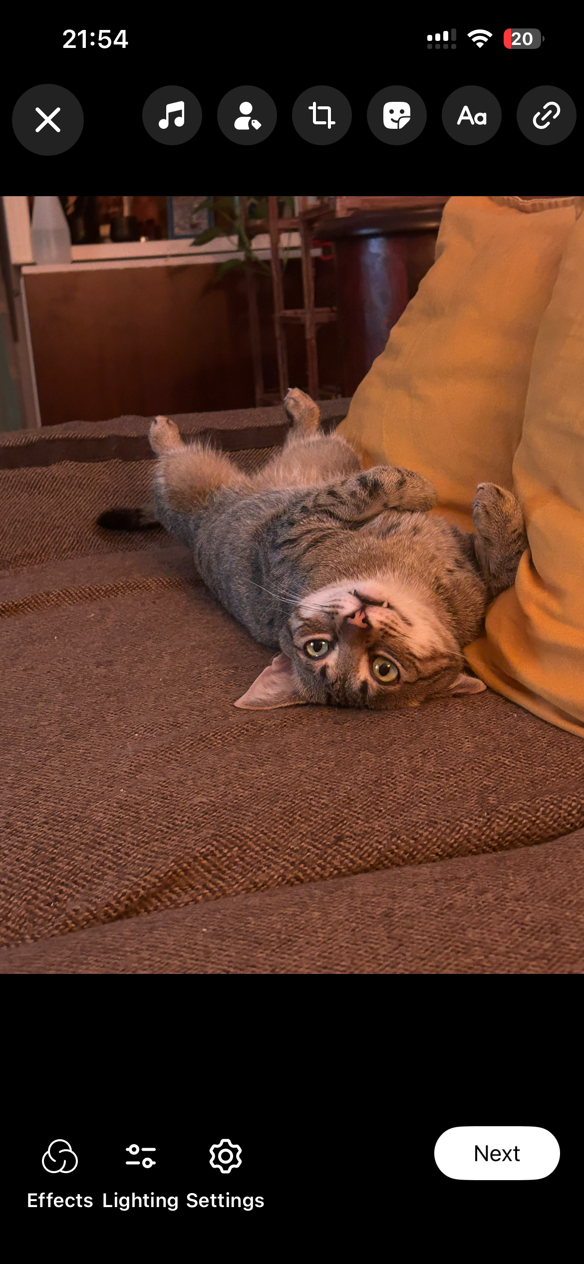 Doi motanei, o singura adoptie