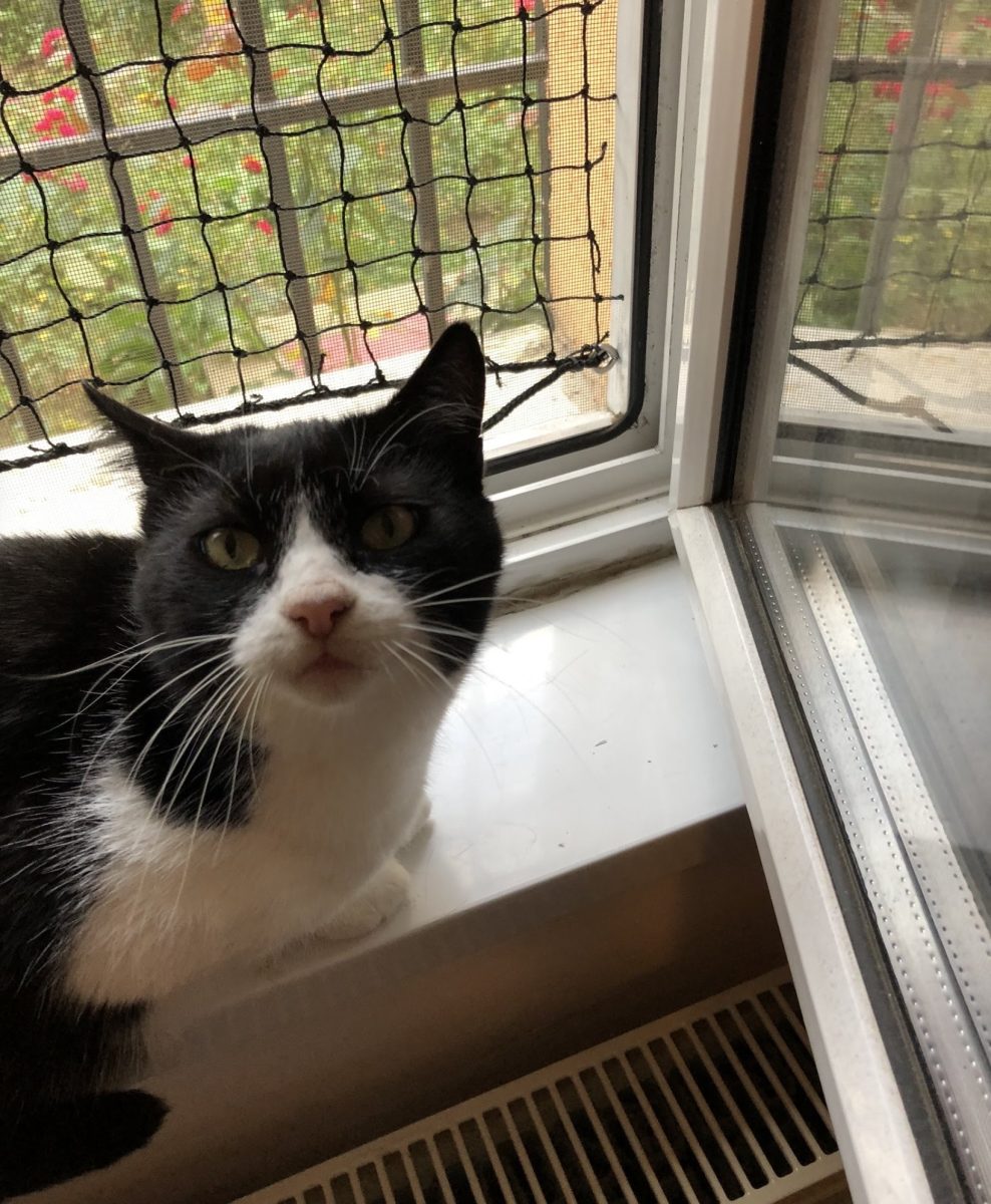 Torcacioasa spre adoptie