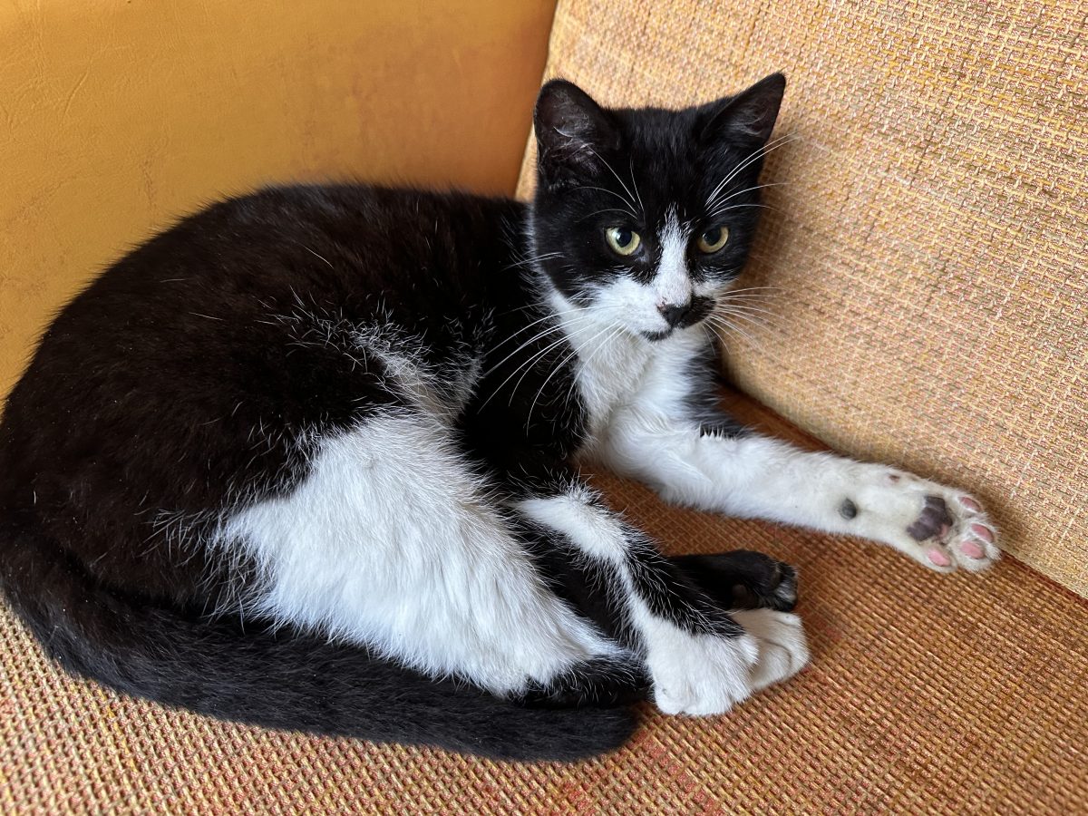 Ofer 2 pisoi spre adopție