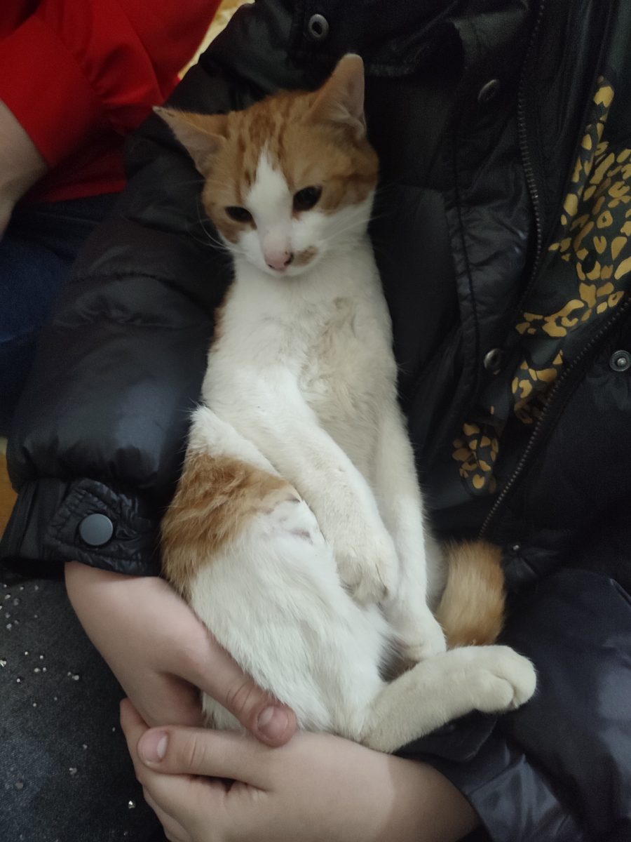 Pisicuța 6 luni drăgălașă și iubitoare!