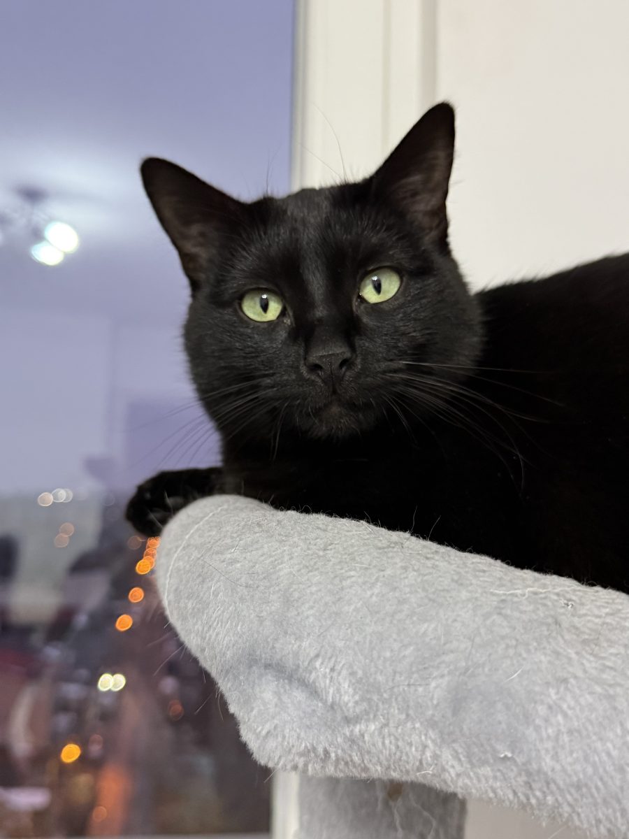 🐾 Caut familie potrivită pentru Pixie 🐾 – recomandat doar la curte