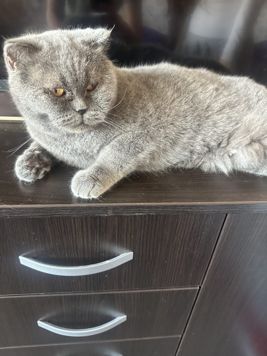 British shorthair