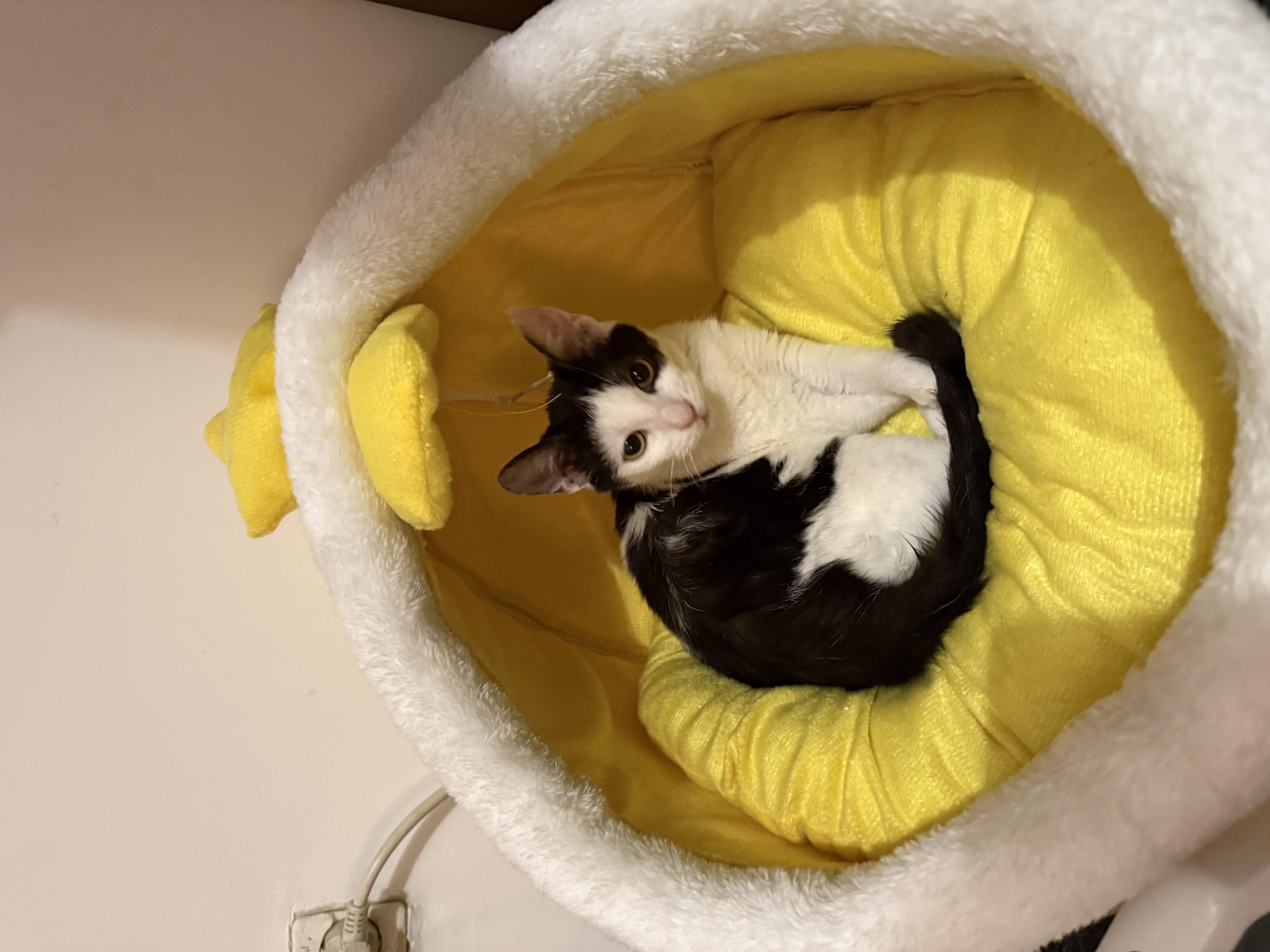 DouDou, fetita pentru adoptie