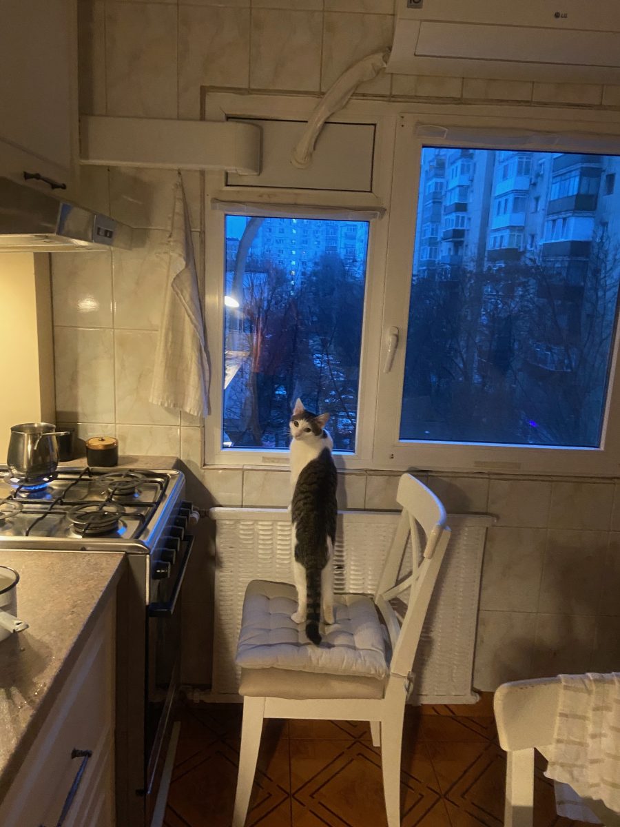 Motanelul Koda