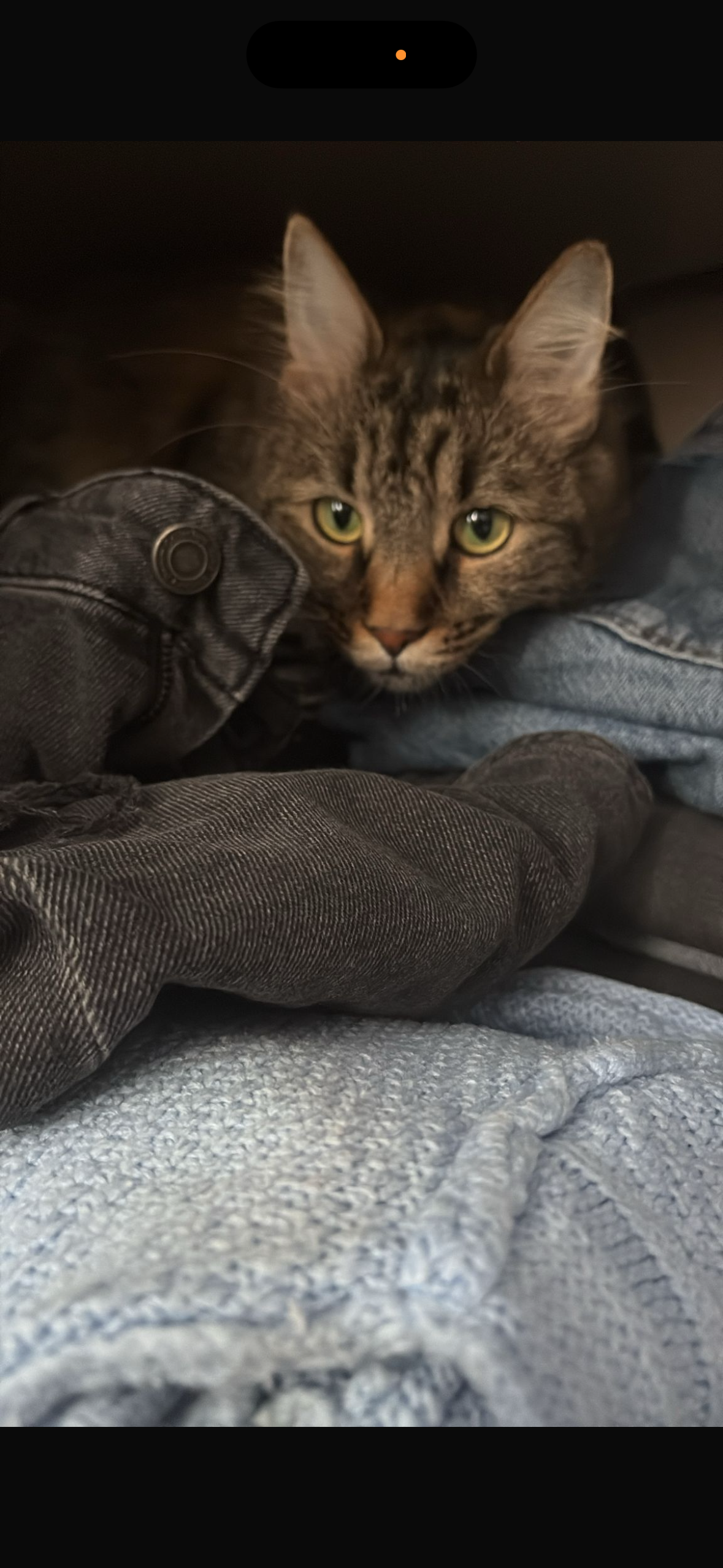 Miti-pisicuța spre adopție