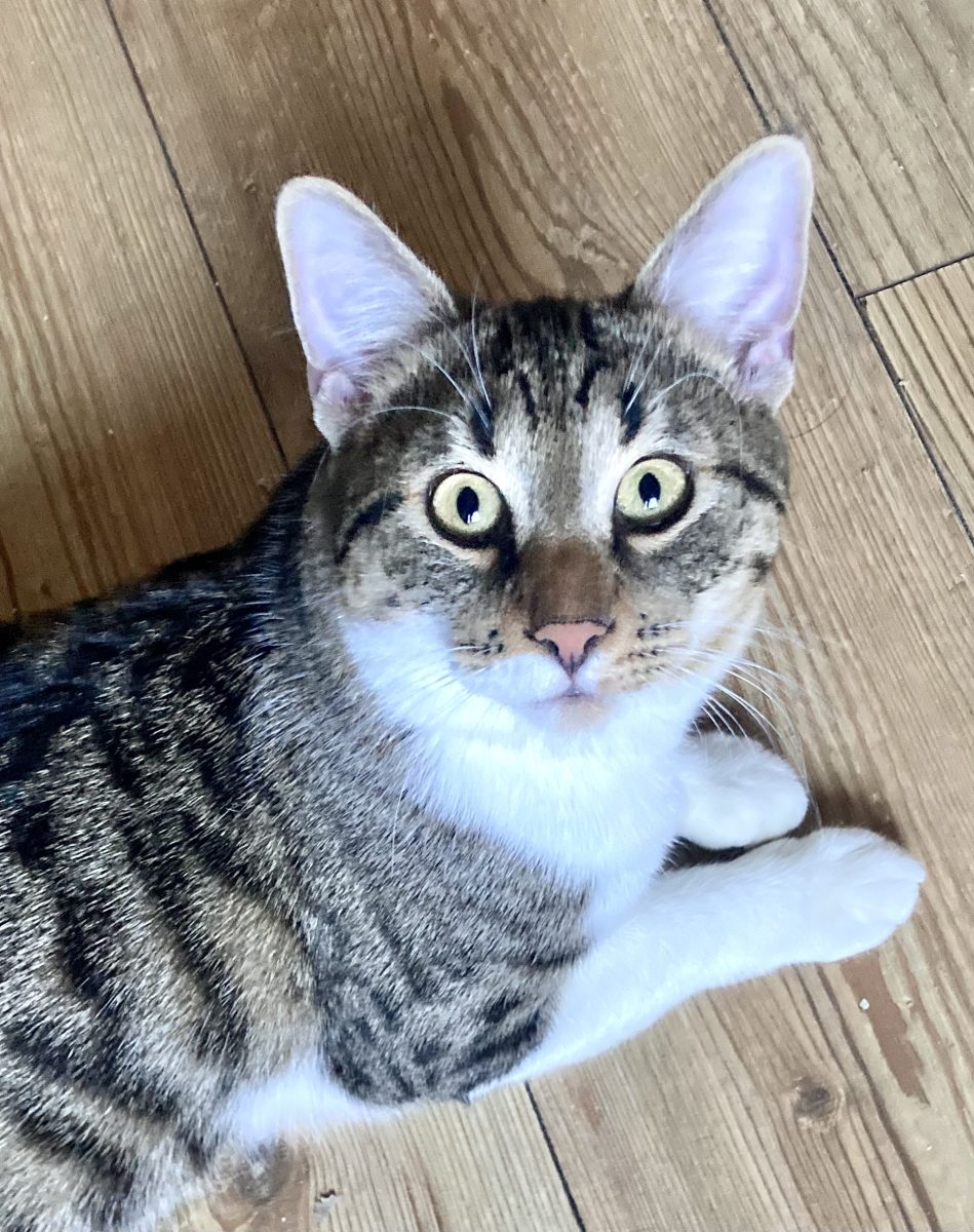 Motanasul D’Artagnan pentru adoptie