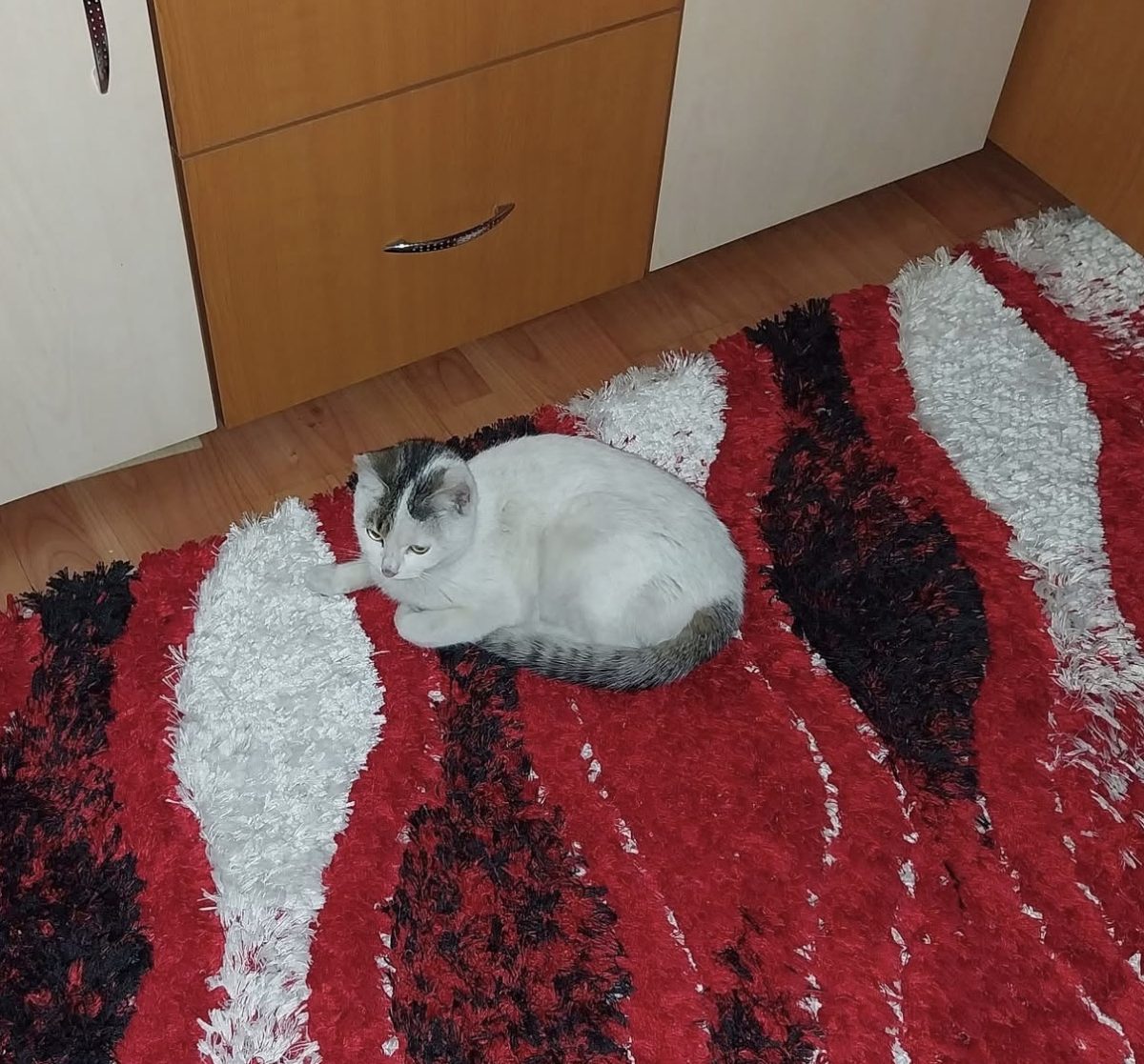 Donez pisică