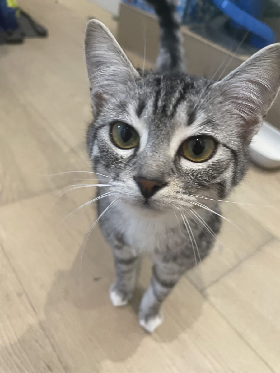 Spre adoptie doi pui de pisică