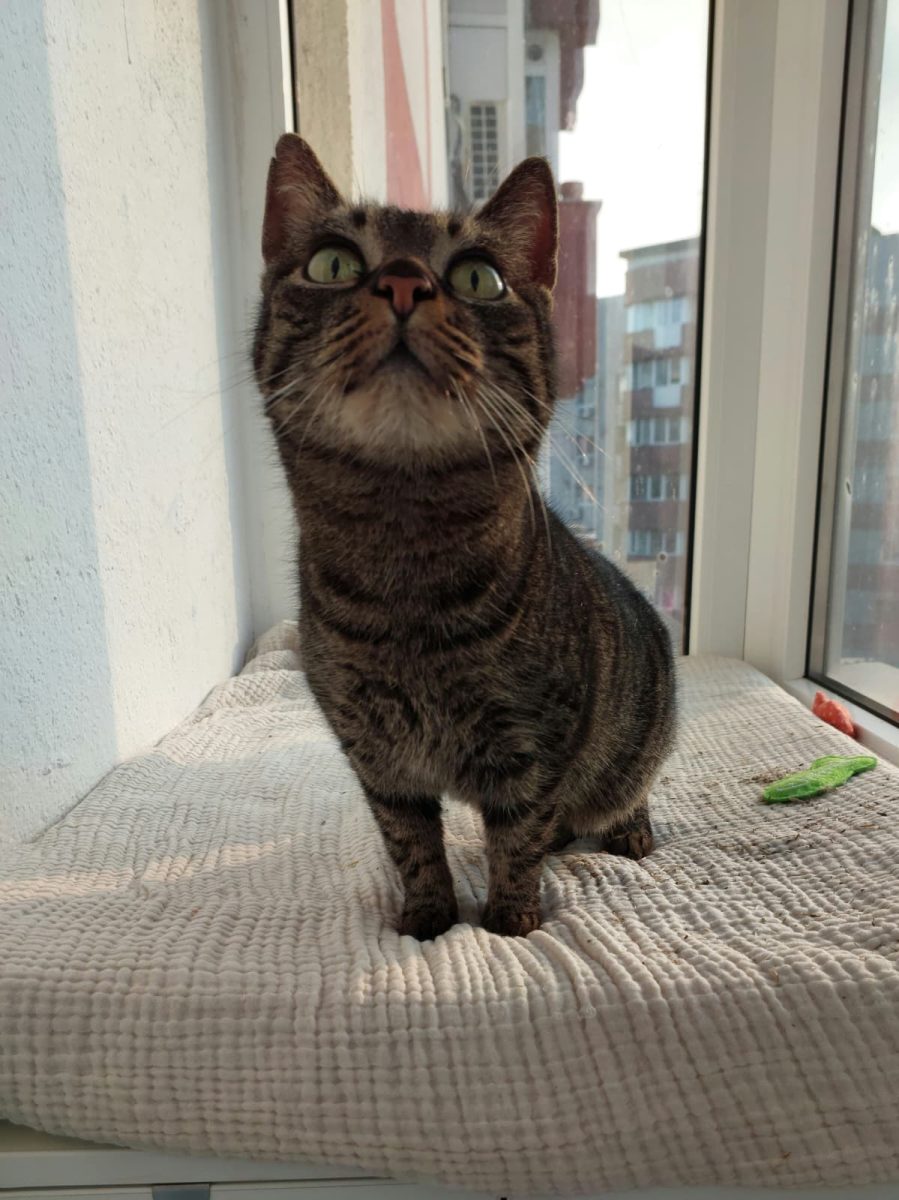 Paula, pisicuta minune, FIV pozitiva