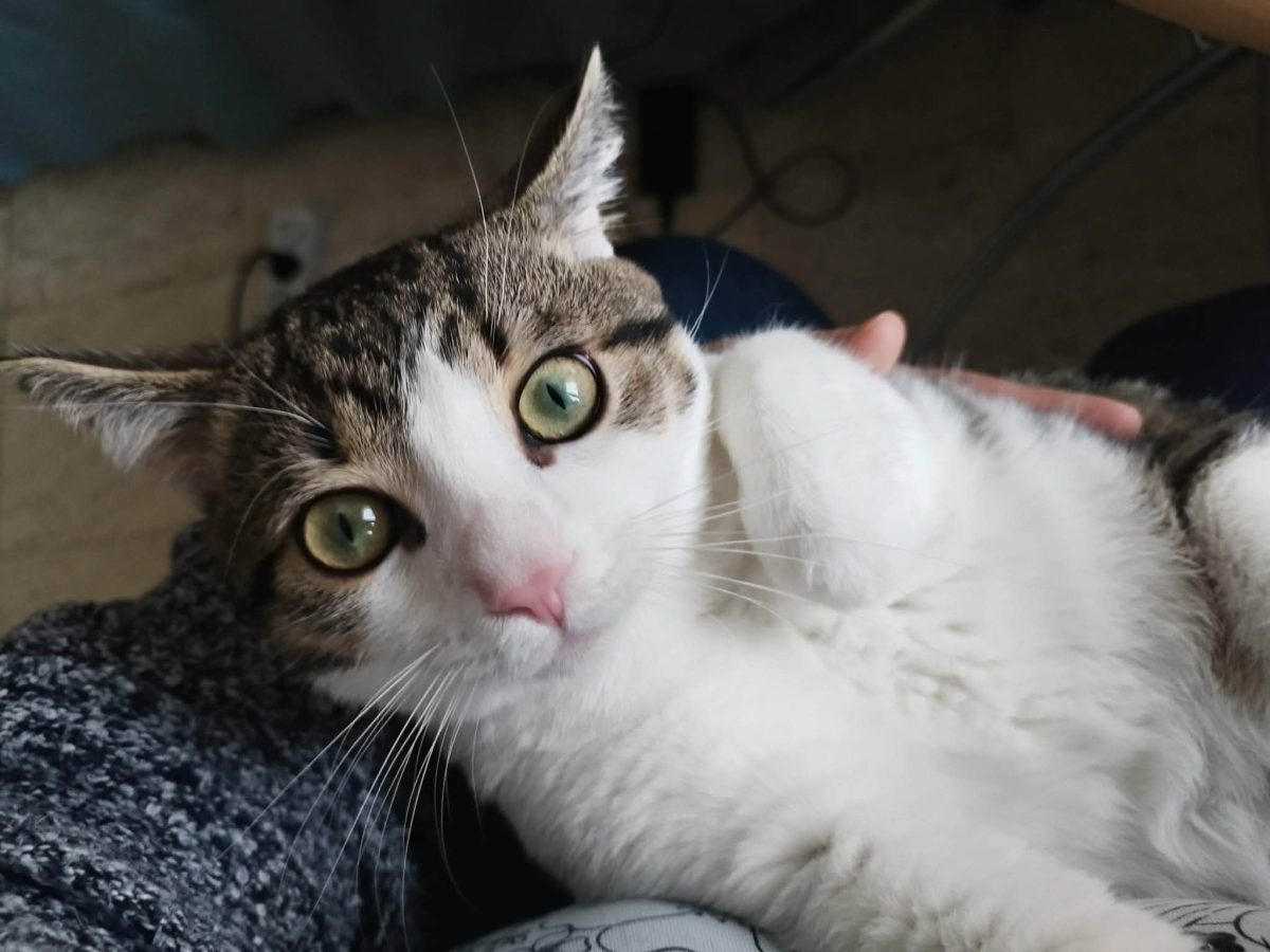 Vrei sa fii foarte, foarte iubit(a)? Atunci adopta-l pe Sfâr!