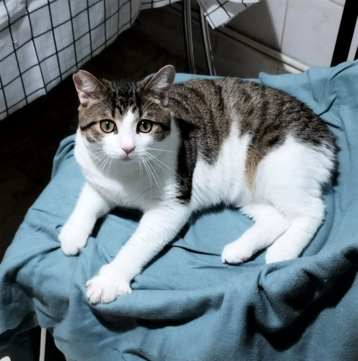 Vrei sa fii foarte, foarte iubit(a)? Atunci adopta-l pe Sfâr!